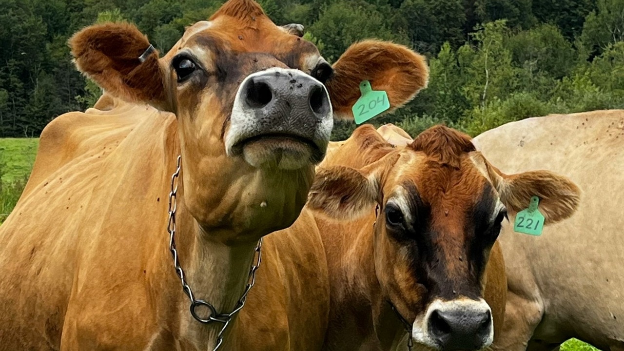 In the US, cows can be fed non-vegetarian feed such as poultry by-products, fishmeal, blood meal, and even poultry litter. (Image for representation/Unsplash)
